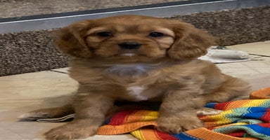 Cavalier King Charles Spaniel dogs - Advert 4