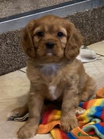 Cavalier King Charles Spaniel dogs - Advert 4