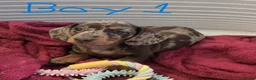 Miniature Dachshund dogs for sale: KC registered Mini Dachshund - Advert 1
