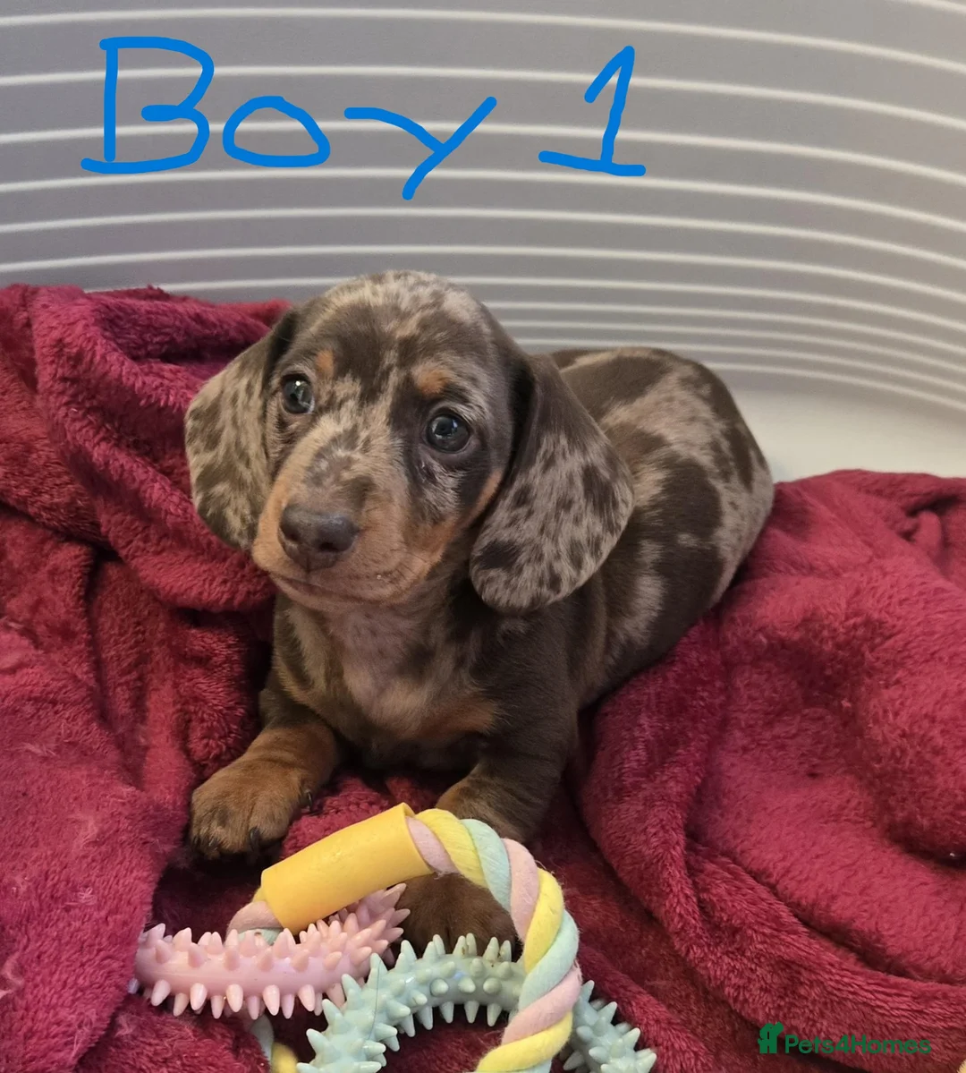 Miniature Dachshund dogs for sale: KC registered Mini Dachshund - Advert 1