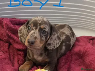 Miniature Dachshund dogs KC registered Mini Dachshund - Advert 11