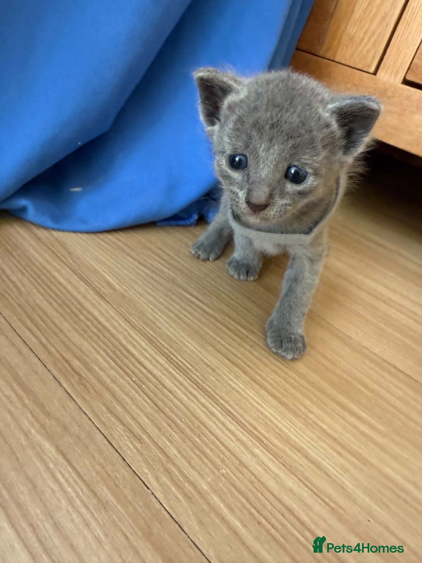 Russian Blue cats TICA REGISTERED Pure Breed Russian Blue Kittens - Advert 2