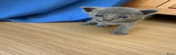 Russian Blue cats for sale: TICA REGISTERED Pure Breed Russian Blue Kittens - Advert 2