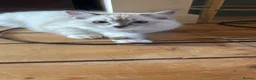 Ragdoll cats for sale: Ragdoll boy and girl - Advert 10