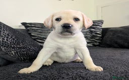 Labrador Retriever dogs for sale: Adorable Golden Labrador Puppies – 2M/2F left - Image 2