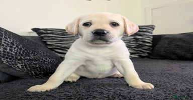 Labrador Retriever dogs - Advert 4