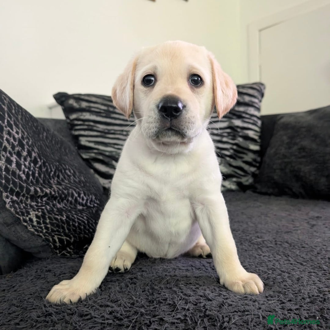 Labrador Retriever dogs for sale: Adorable Golden Labrador Puppies – 2M/2F left - Image 2