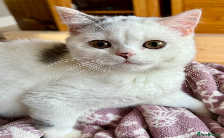 British Shorthair cats - Advert 1