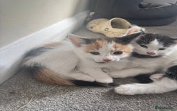 British Shorthair cats for sale: Three female kittens looking for new home  - Image 1