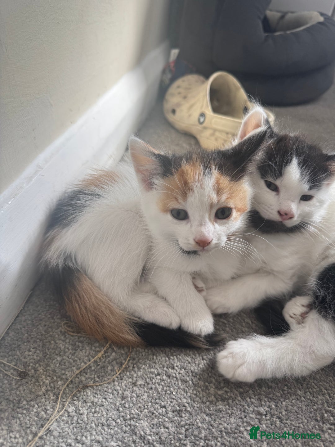 British Shorthair cats for sale: Three female kittens looking for new home  - Image 1