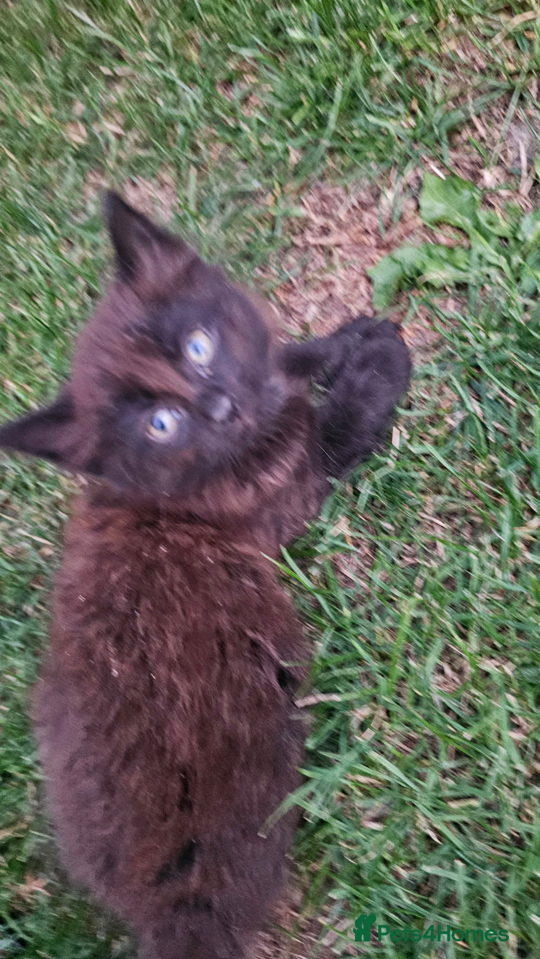 Persian cats for sale: Very beatifull mix breed/Persian kittens  - Image 5