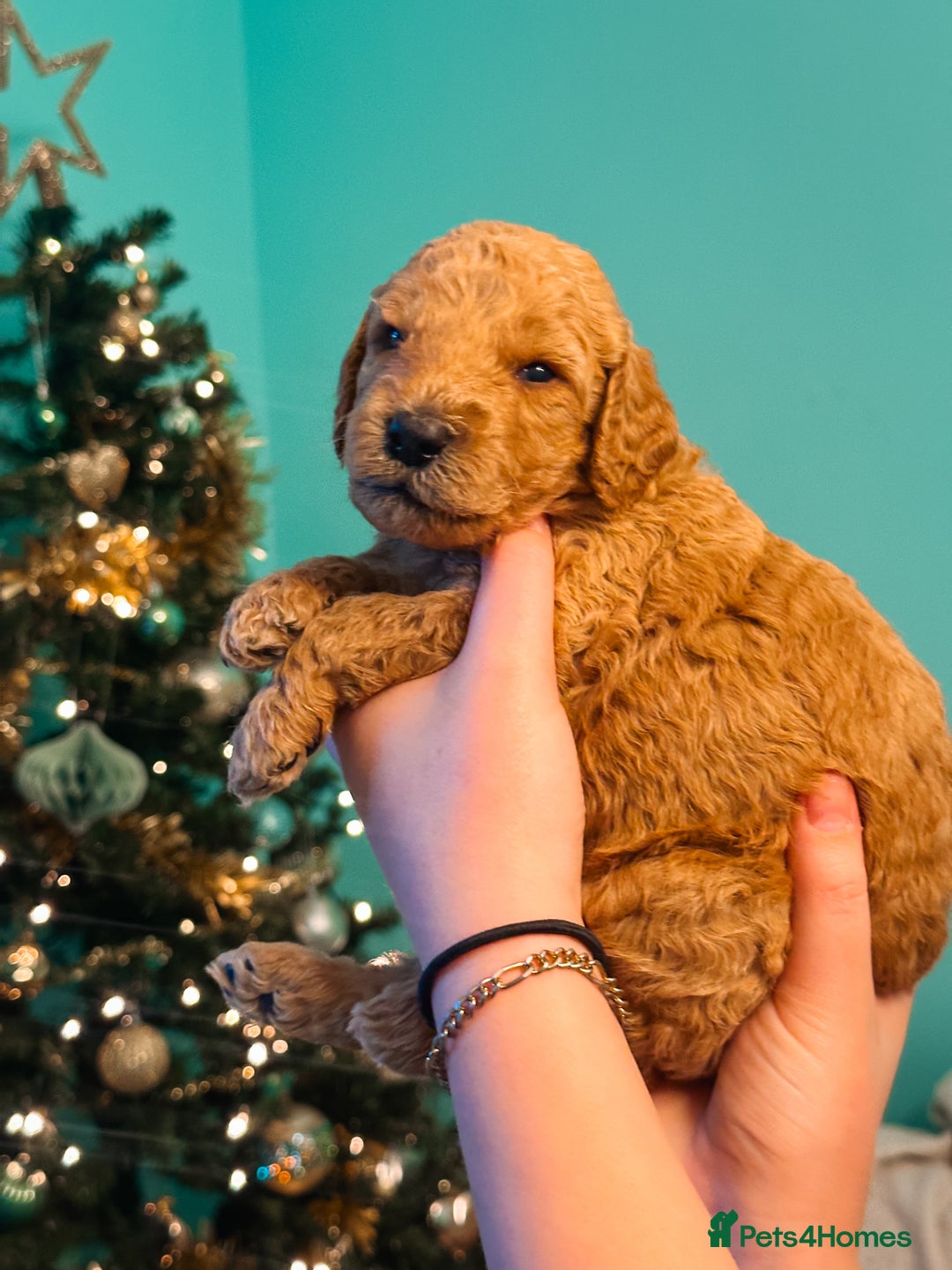 Labradoodle dogs for sale: F2B Labradoodle Puppies – Red & Apricot - Advert 16