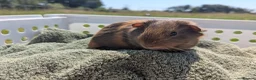Guinea Pig rodents for sale: Beautiful guinea pigs  - Advert 11