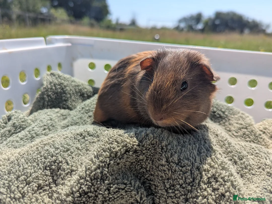 Guinea Pig rodents for sale: Beautiful guinea pigs  - Advert 11