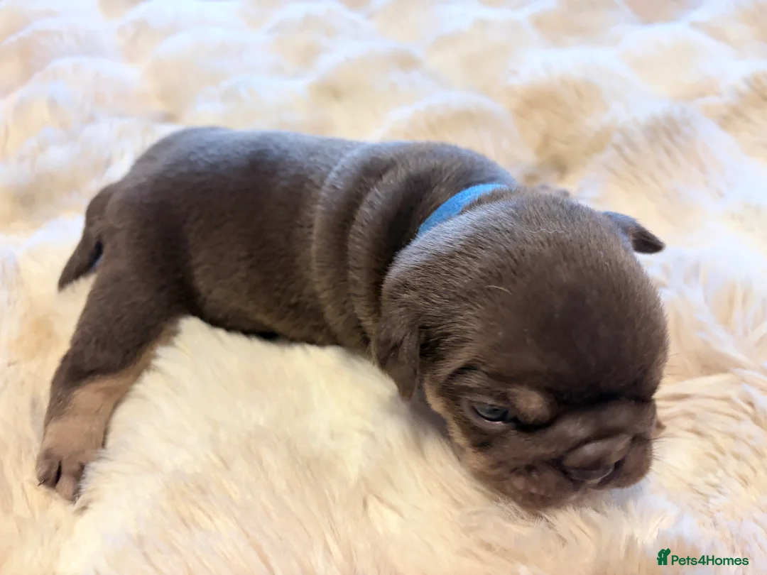 English Bulldog dogs for sale: KC English Bulldog Puppies Exceptional Quality  - Advert 3