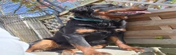 Rottweiler dogs for stud: Rottweiler at stud ( long haired )  - Advert 9