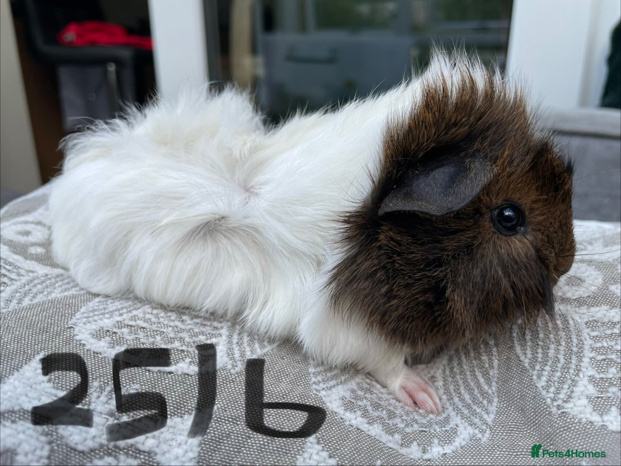 Guinea Pig rodents Mixed breed Male Guinea Pigs - Advert 2