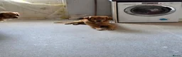 Golden Retriever dogs for sale: Golden retriever  - Advert 3