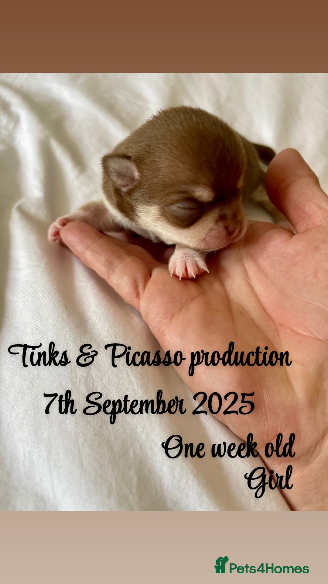 Chihuahua dogs for sale: KC Chihuahuas 🇬🇧 bloodline 5 🌟 - Image 5