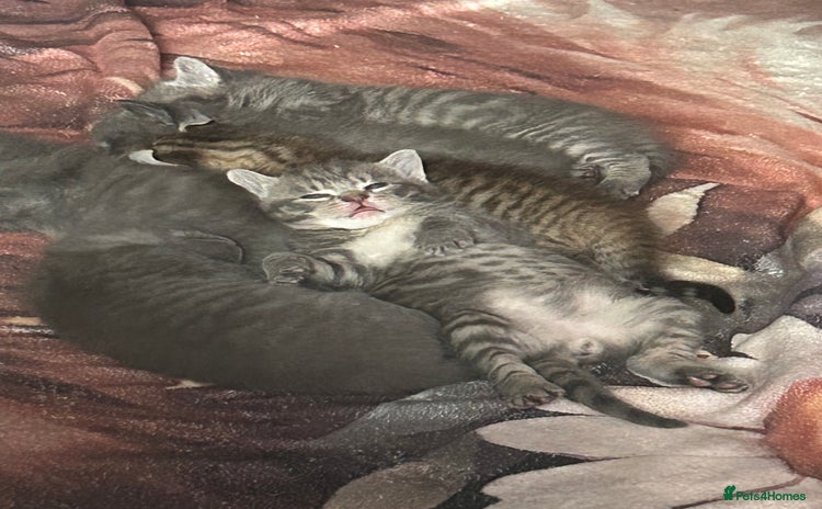 Sphynx cats - Advert 2