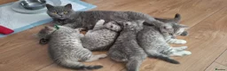 British Shorthair cats for sale: *Ready to leave 2 weeks* GCCF BSH silver tipped  - Advert 22