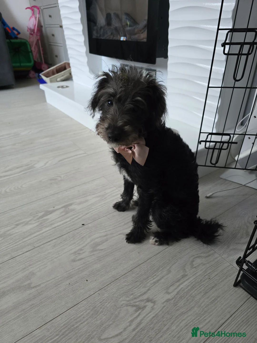 Mixed Breed dogs for sale: Winnie 8 months old in Holywood - Advert 1