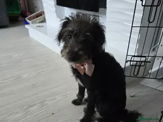 Mixed Breed dogs Winnie 8 months old in Holywood - Advert 1