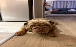 English Bulldog dogs for sale: For free. Just needs a good home - Image 5