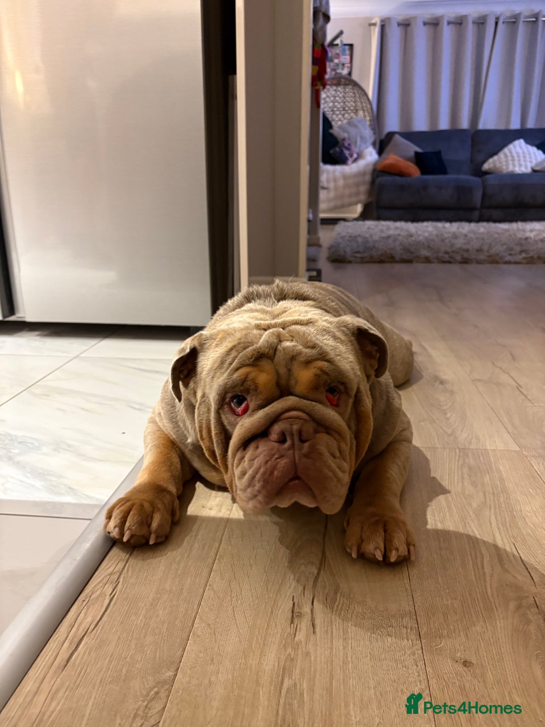 English Bulldog dogs for sale: For free. Just needs a good home - Image 5