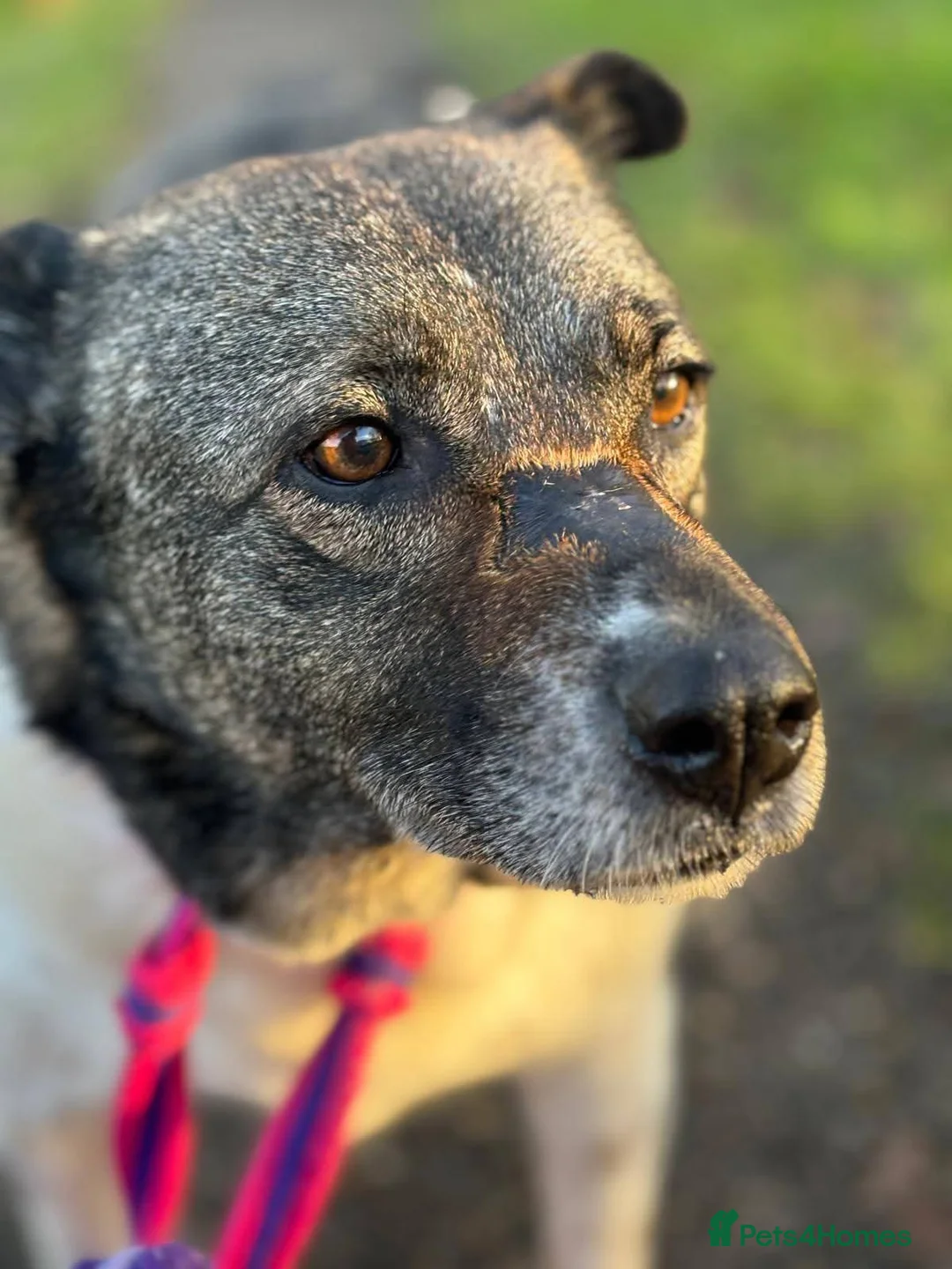 Mixed Breed dogs for adoption: Meet Venus,currently residing in Essex  - Advert 3
