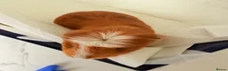 Guinea Pig rodents for sale: Guinea pig - Advert 2