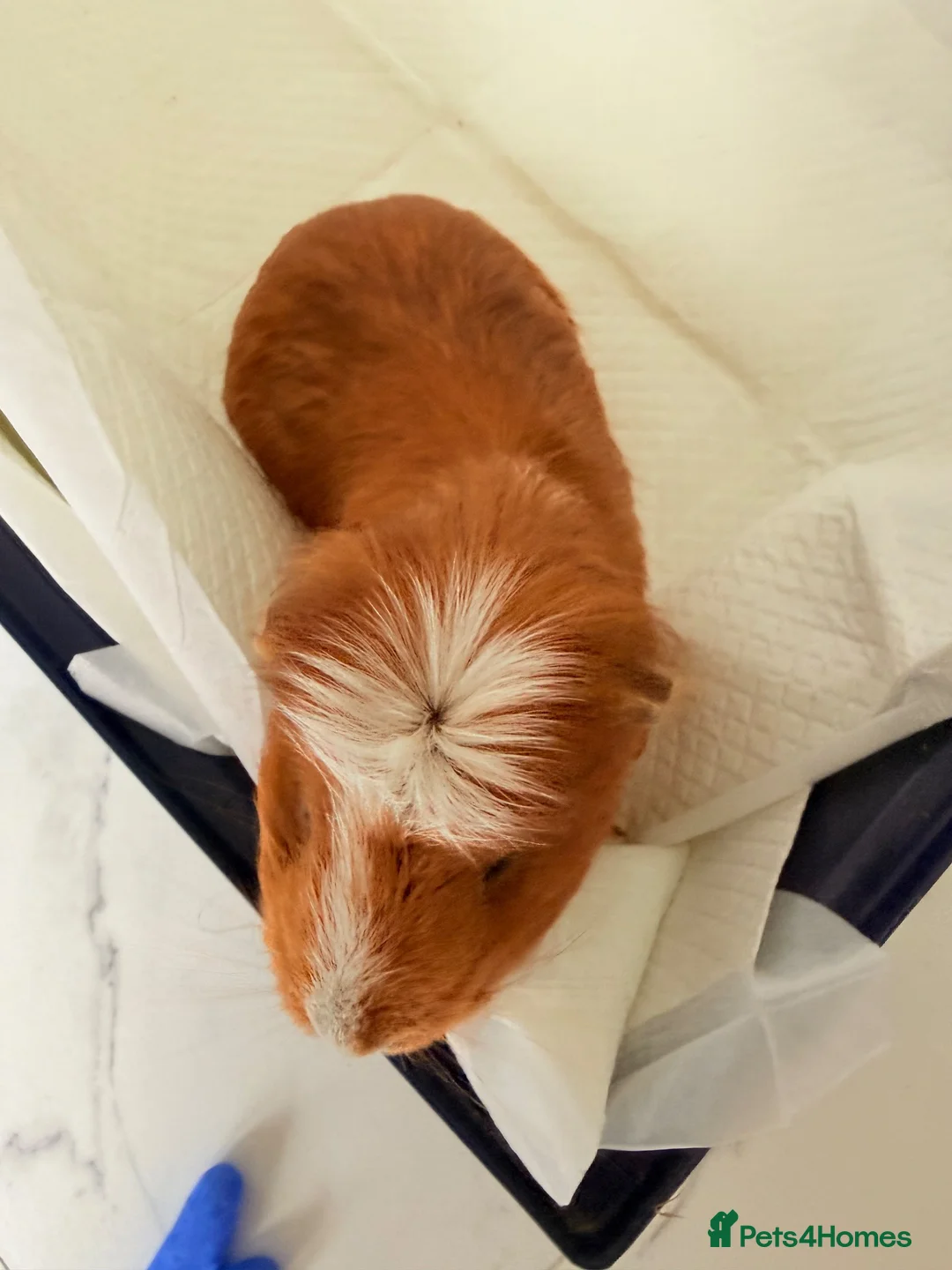 Guinea Pig rodents for sale: Guinea pig - Advert 2