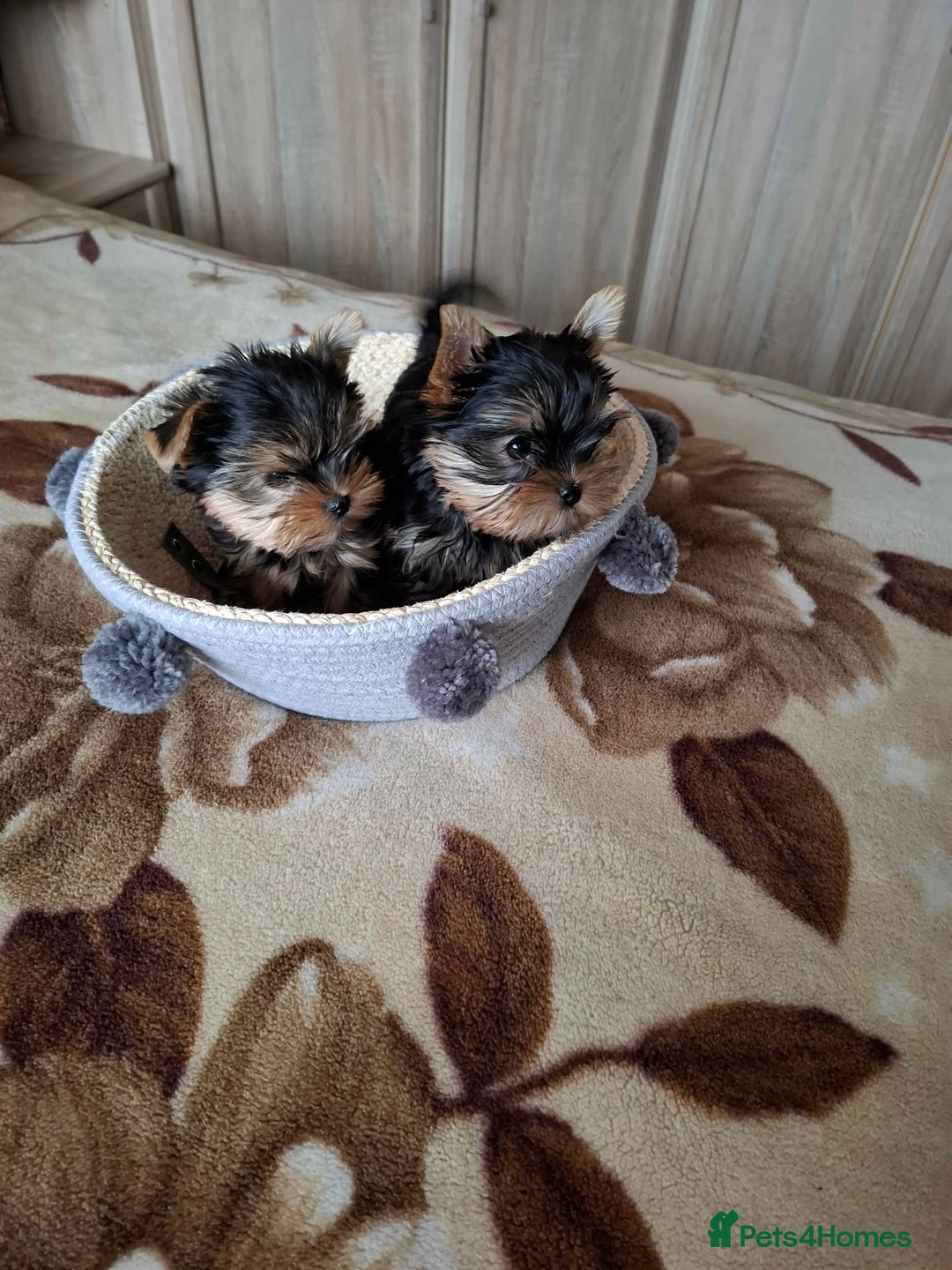 Yorkshire Terrier dogs for sale: Mini Yorkshire Terrier female pups - Advert 10