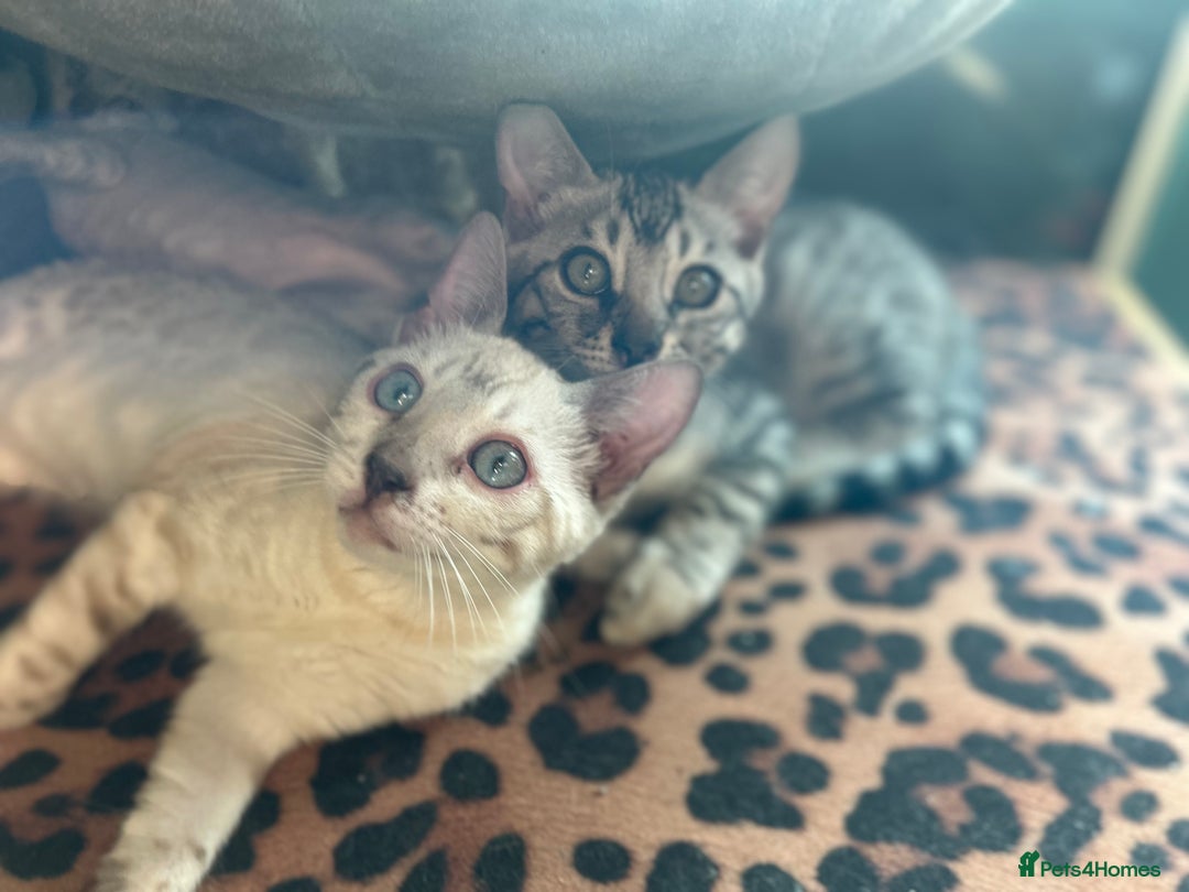 Bengal cats for sale: Two incredibly friendly TICA reg kittens  in Darwen - Image 20