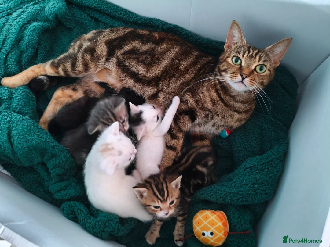 Mixed Breed cats for sale: Beautiful White mixed breed kitten - Advert 7