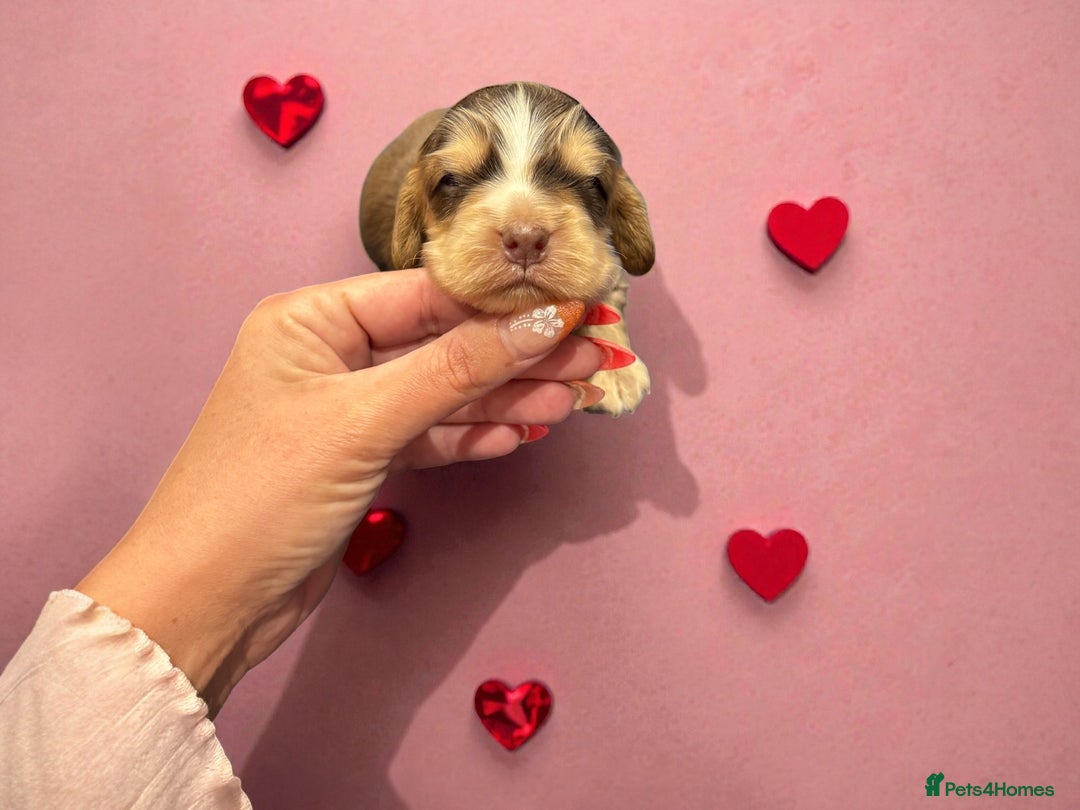 Cockapoo dogs for sale: WAITING LIST OPEN FOR SHOW SPANIELS AND COCKAPOOS - Advert 3