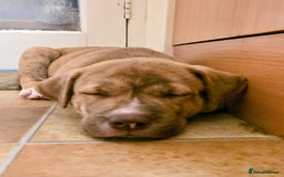 Mixed Breed dogs for sale: bullskys pups - Image 5