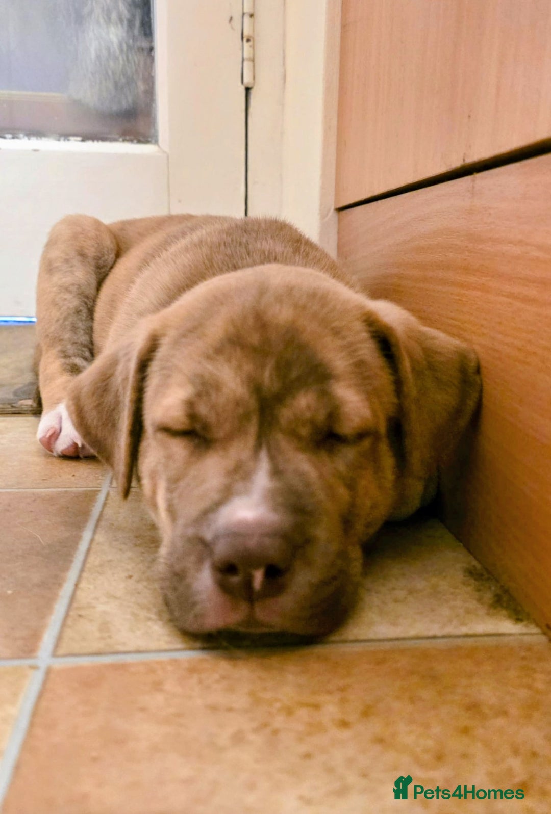 Mixed Breed dogs for sale: bullskys pups - Image 5
