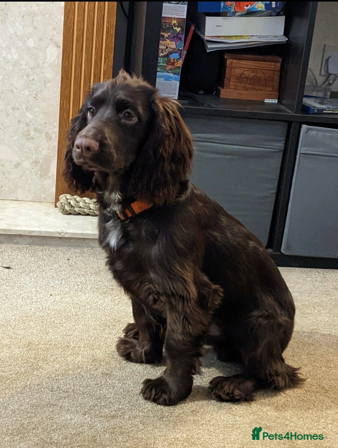 Sprocker dogs for sale: Stunning Sprocker Spaniel puppies  - Image 13