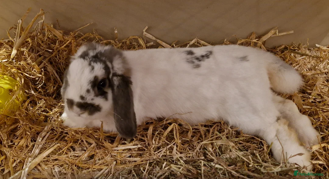 Mini Lion Lop rabbits for sale: Mini Lop X Double Maned Lionhead Babies - Advert 3