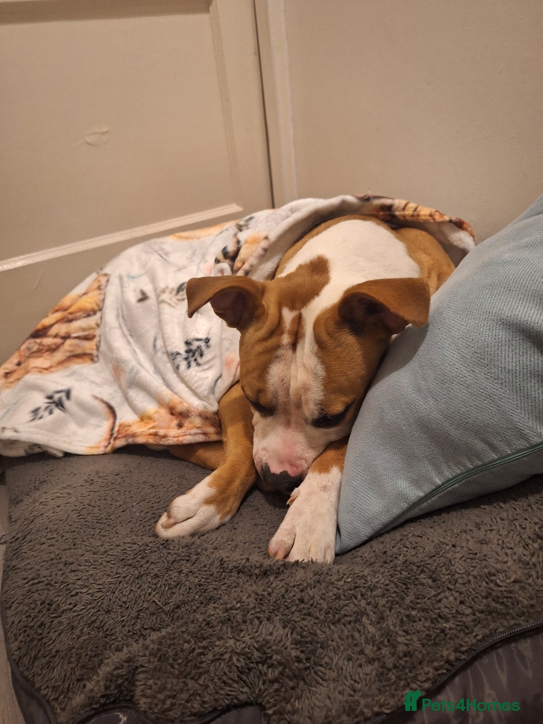 American Bulldog dogs for sale: American bulldog Arlo  - Image 5