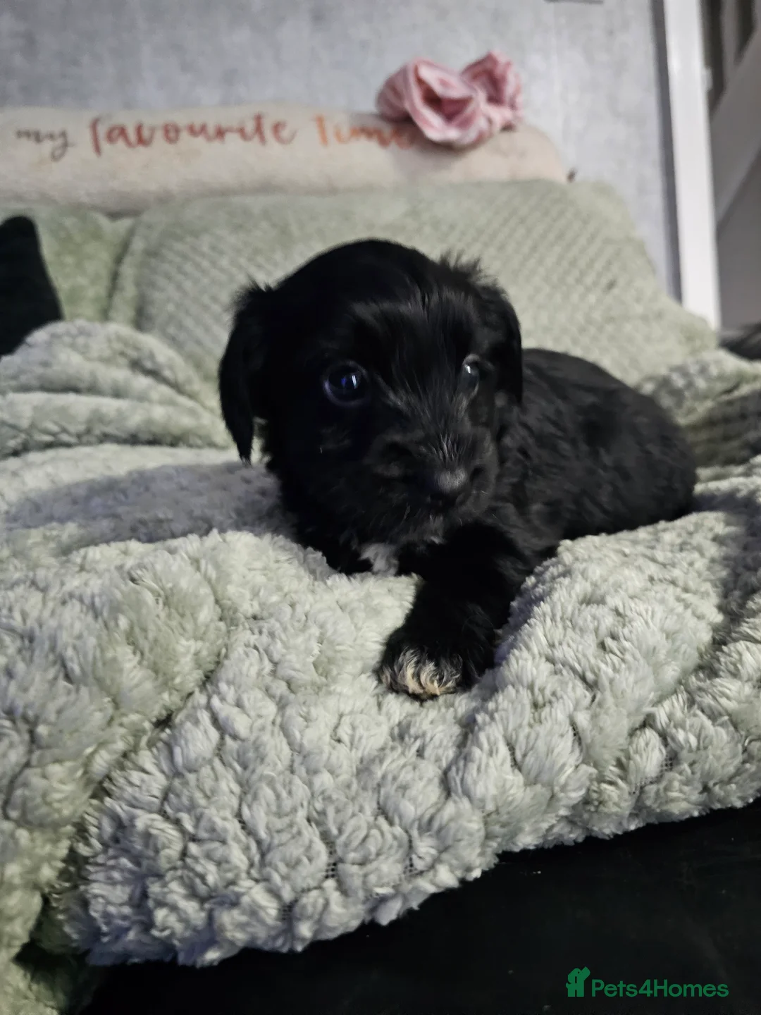 Mixed Breed dogs for sale:  **  Toy yorkipoo  - Advert 18