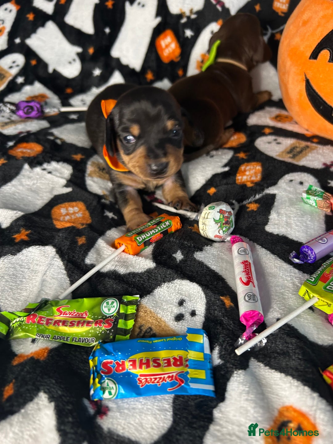 Miniature Dachshund dogs for sale: Black/tan female miniature dachshund  - Image 16