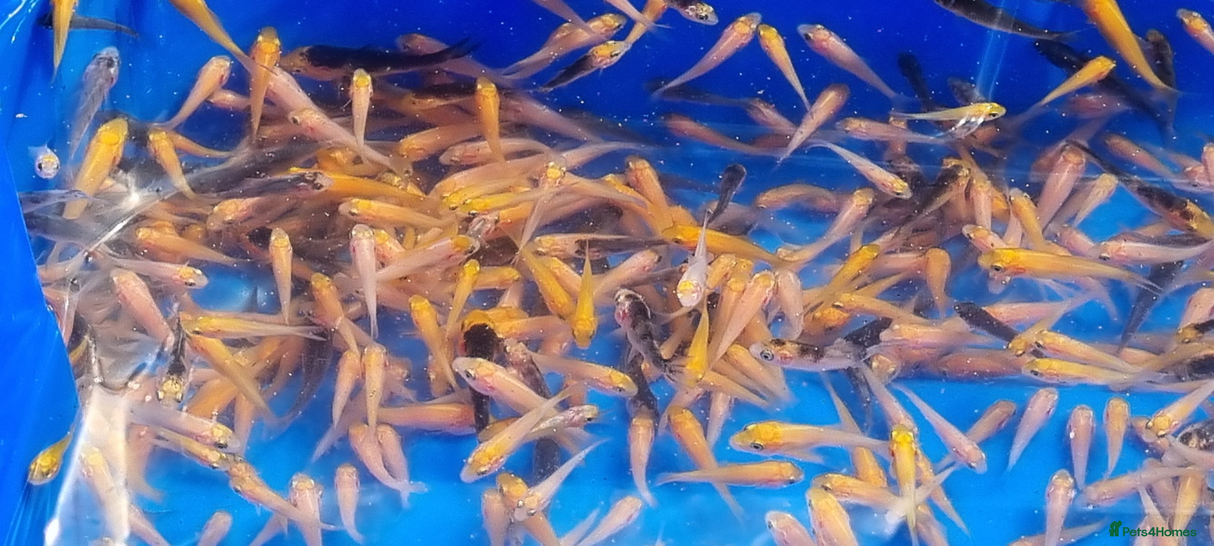 Koi Carp fish Mixed Koi Carp Fry (1 to 1.5 inch) pond baby fish - Advert 4