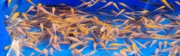 Koi Carp fish for sale: Mixed Koi Carp Fry (1 to 1.5 inch) pond baby fish - Advert 1