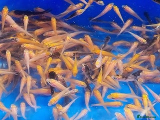 Koi Carp fish Mixed Koi Carp Fry (1 to 1.5 inch) pond baby fish - Advert 1