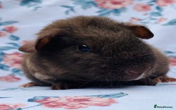Guinea Pig rodents for sale: Pretty mix of baby boy Guineapigs  in Brighton - Image 7