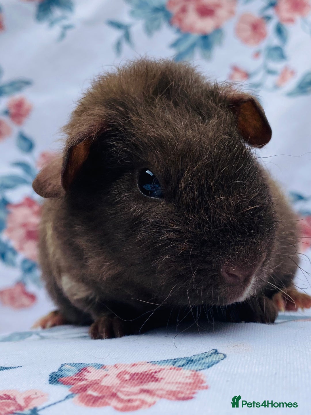 Guinea Pig rodents for sale: Pretty mix of baby boy Guineapigs  in Brighton - Image 7