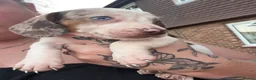 Dachshund dogs for sale: Stunning dachshund babies  - Advert 2
