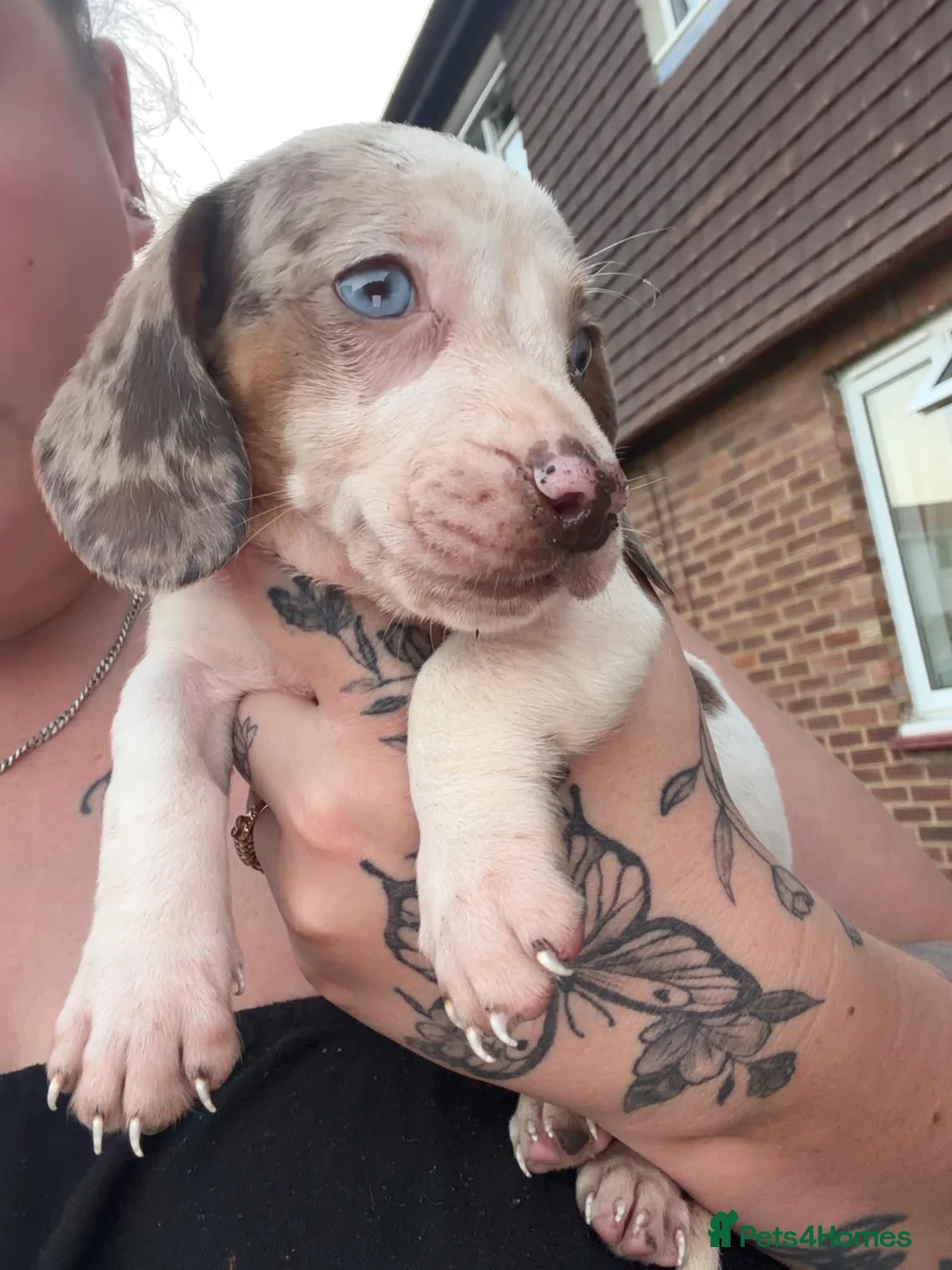 Dachshund dogs for sale: Stunning dachshund babies  - Advert 2